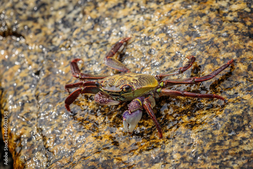 Swift-footed Crab on the breakwater, Moruya Heads, NSW, July 2021