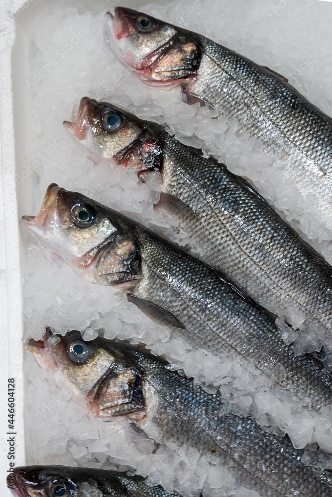 Sale of fresh sea bass fish on ice. Fresh fish in the hypermarket. Vertical photo