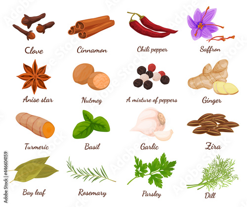 Collection spices and herbs vector illustration edible plants for cooking, food decoration, eating