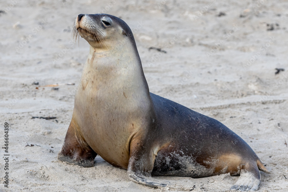 Naklejka premium A cow seal resting on the sand on Kangaroo Island South Australia on May 11th 2021