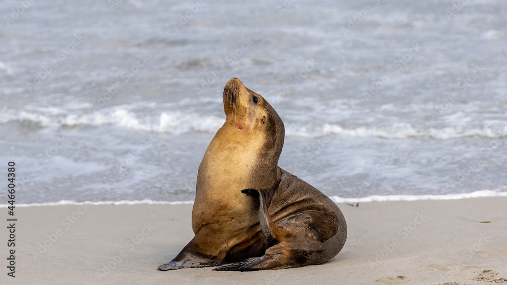 Fototapeta premium A cow seal resting on the sand on Kangaroo Island South Australia on May 11th 2021