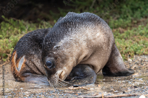 A seal pup playing in a puddle at Seal Bay Kangaroo Island South Australia on May 11th 2021
