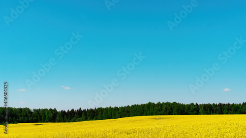 Rustic floral background with copy space. Blue sky background for desktop. Rapeseed field for the production of rapeseed or canola oil. Harmonious combination of blue and yellow colors.