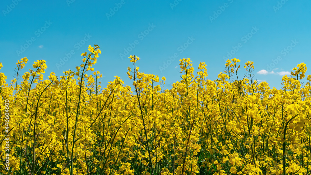 Yellow rapeseed flowers close-up on a summer blue sky background with copy space. Rape as a raw material for the production of vegetable oil. Canola vegetable oil raw material. Yellow rapeseed flowers close-up on a summer blue sky background with copy space. Rape as a raw material for the production of vegetable oil. Canola vegetable oil raw material.