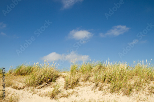 Beachgrass in the dunes