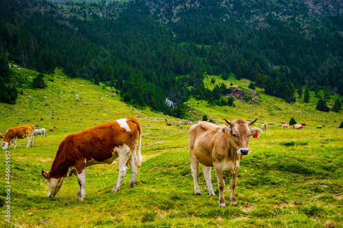 Different breeds of cows eating grass in the high landscape of the alps.