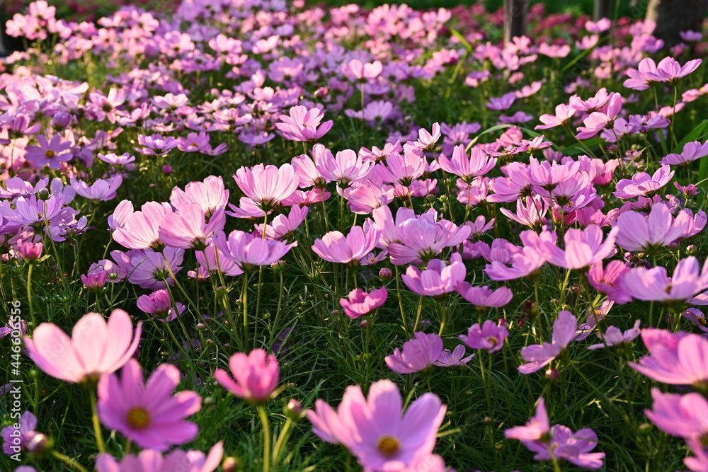 Close-up of a herbaceous plant name pink cosmos Bipinnatus have sunny from the front with a bokeh background (Mexican Astor, Mexican Astor Outdoors, Cosmos Bipinnatus) in full bloom in a park. 
