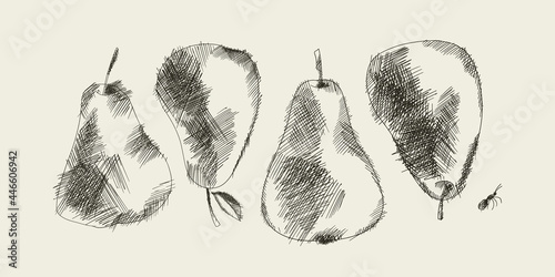 Classic pear drawing with light stroke