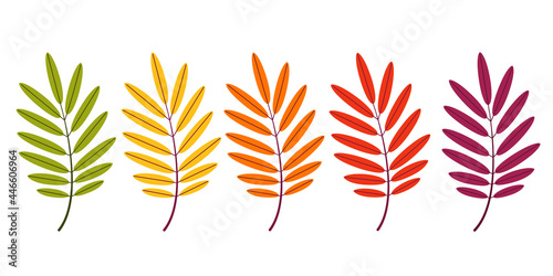 A set of vector rowan leaves on a white isolated background. Autumn rowan leaf for the design of greeting cards, holiday banners and posters.