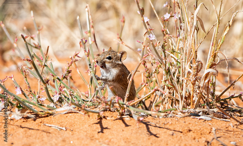 Striped Mouse photo