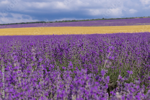 Blooming lavender in the summer. lavender blooming scented flowers.