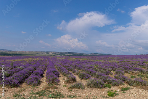 Blooming lavender in the summer. lavender blooming scented flowers.