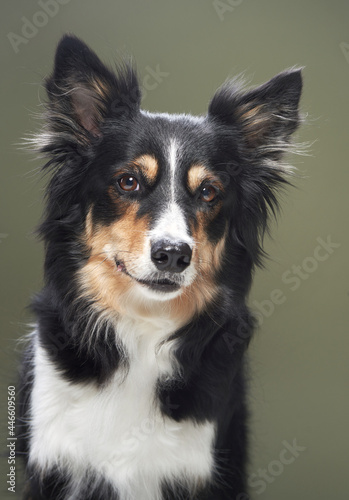 portrait of a dog on a green background. obedient border collie in studio