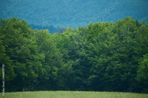 Green forest in the Pyrenees mountains