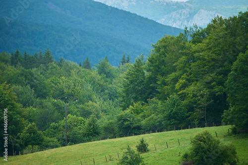 Green forest in the Pyrenees mountains