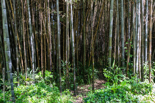 Impenetrable thickets of black bamboo Phyllostachys "nigra", commonly known as black bamboo in Adler arboretum "Southern Cultures". Trunks Close-up. Sirius (Adler) Sochi. Great theme for any design.