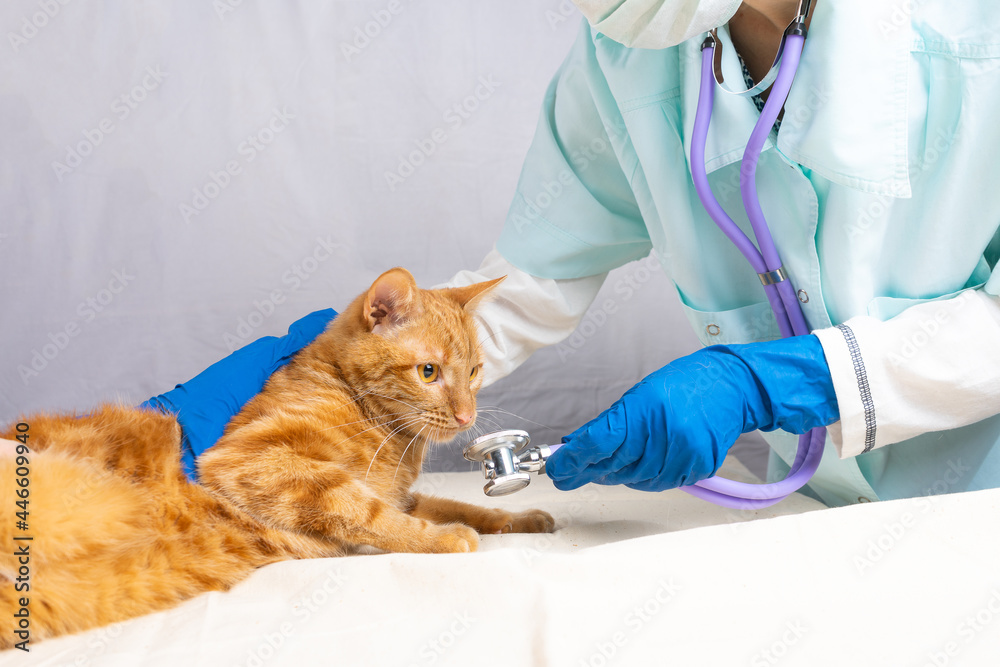 A bright red cat sniffs a stethoscope while lying on a white table at a vet's appointment. A bright red cat sniffs a stethoscope while lying on a white table at a vet's appointment.