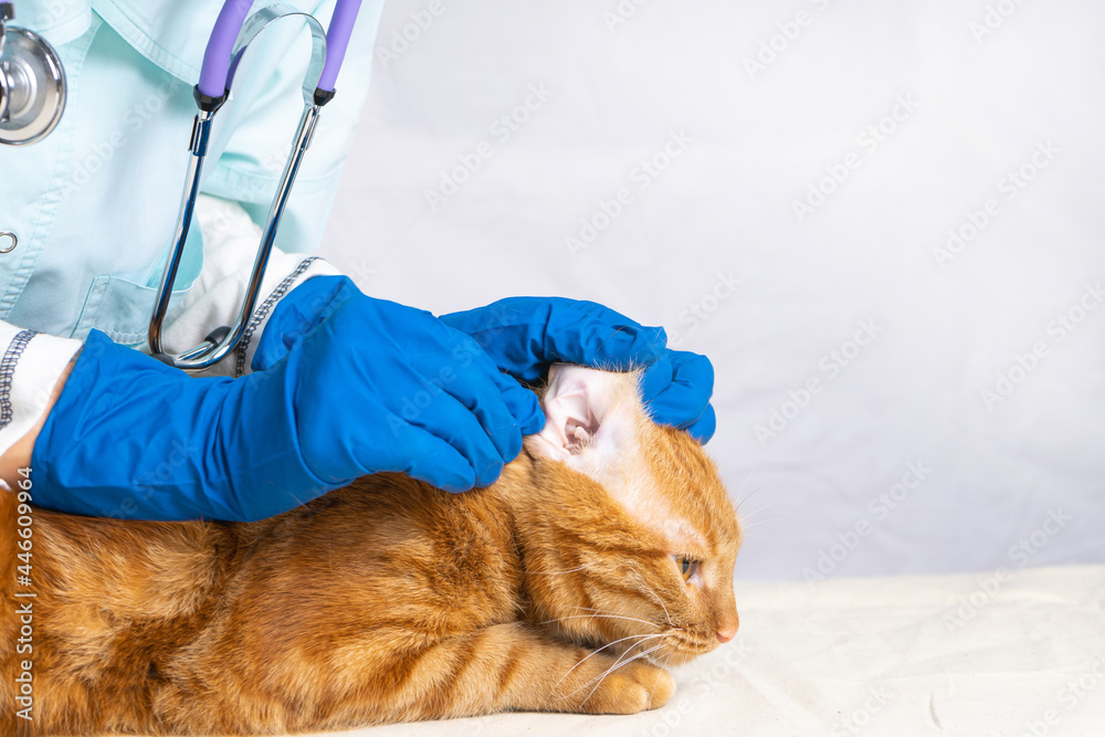 The vet girl cleans the cat's ears with cotton swabs The vet girl cleans the cat's ears with cotton swabs