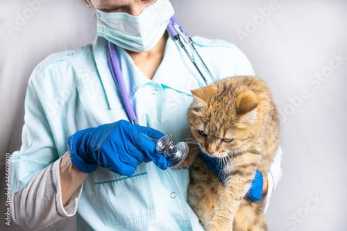 Fototapeta Naklejka Na Ścianę i Meble -  A vet girl holds a gray cat in her arms and listens to its breathing with a stethoscope. Treatment of pets at home