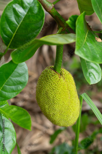 green mango fruit