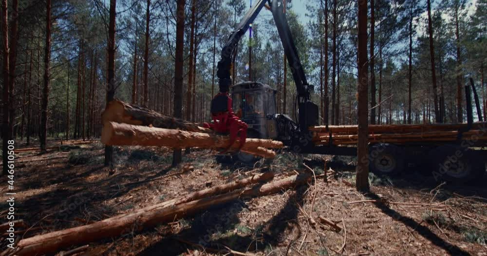 The tractor with a fork grab cleans the cut trees in the middle of the forest. Deforestation, timber harvesting. The tractor with a fork grab cleans the cut trees in the middle of the forest. Deforestation, timber harvesting.