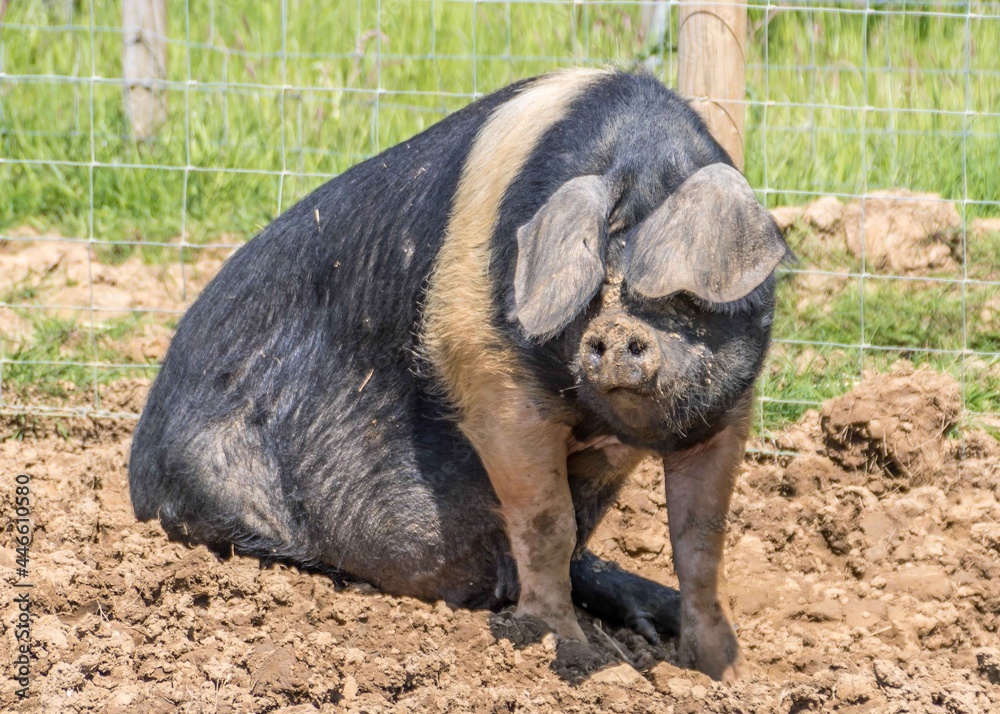 Foto de The Hampshire pig is a domestic swine breed characterized by ...