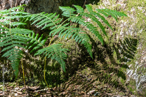 Summer sun creating a shadow of a fern on a moss covered tree trunk