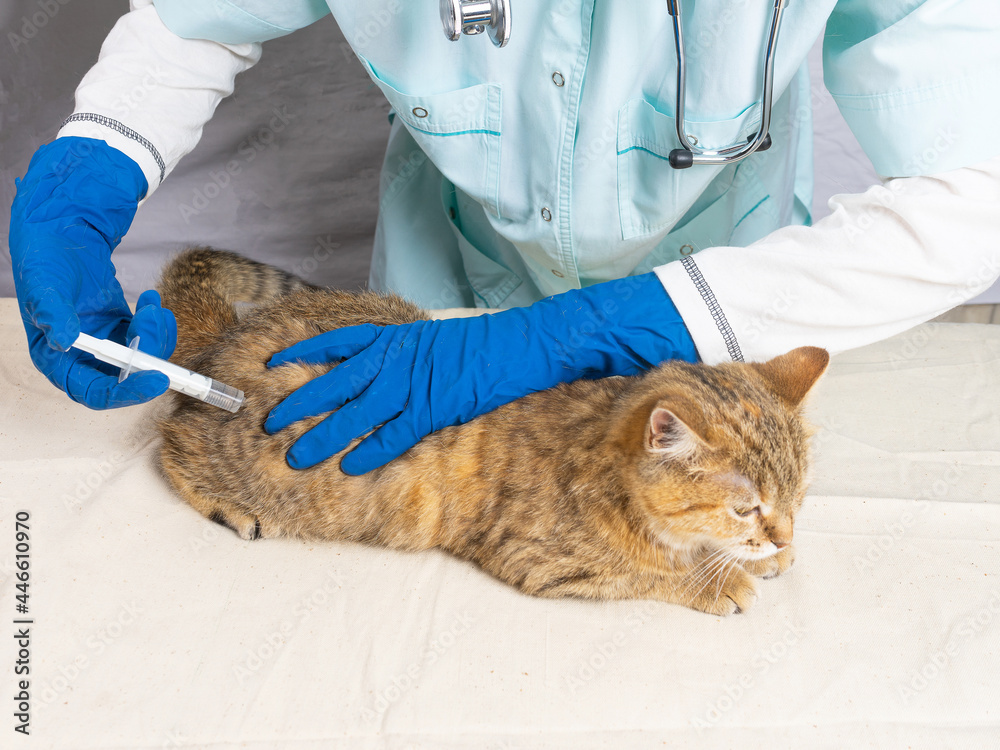 Vaccination of the gray cat . a veterinarian in blue gloves gives an injection to a cat. Vaccination of the gray cat . a veterinarian in blue gloves gives an injection to a cat.