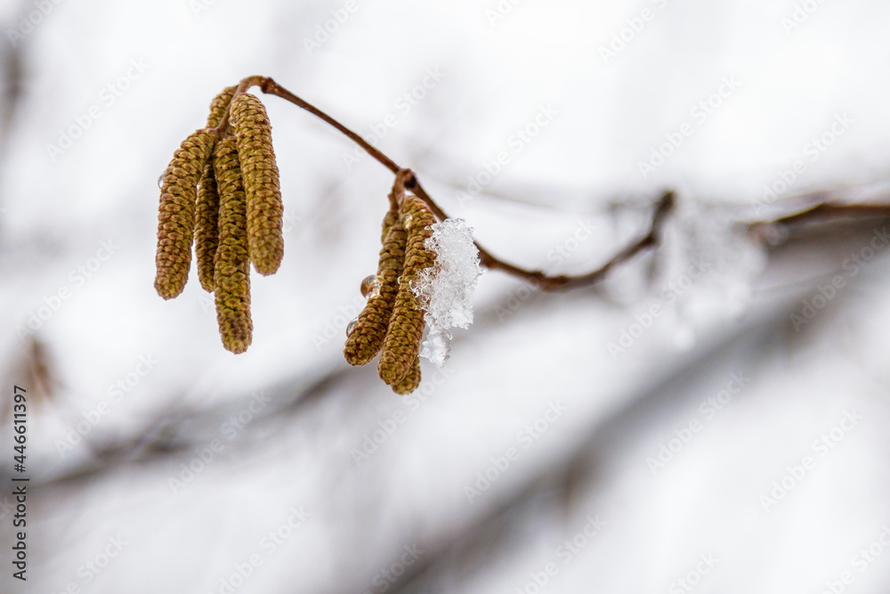 branches of trees covered with snow and drops of water branches of trees covered with snow and drops of water