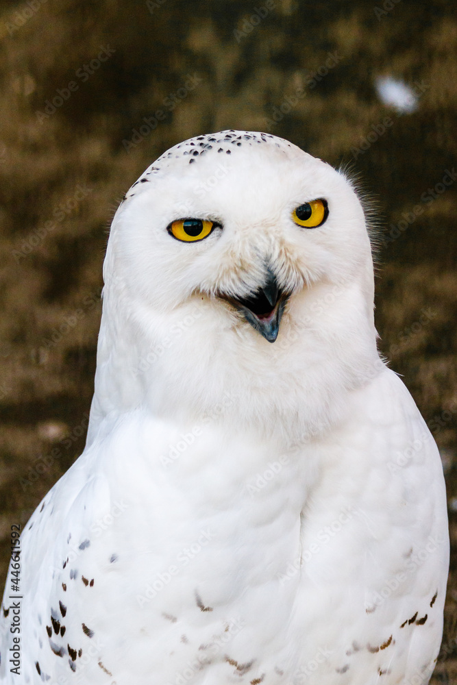 Fototapeta premium beautiful white owl with yellow eyes and beak