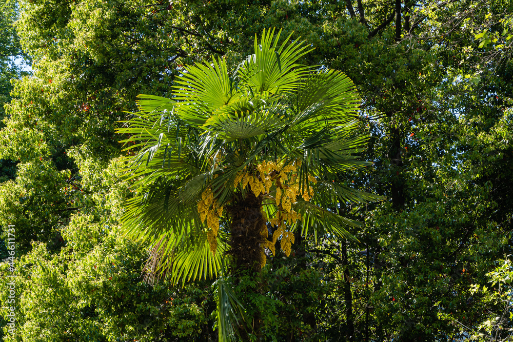 Obraz premium Blooming Chinese windmill palm (Trachycarpus fortunei) or Chusan palm against backdrop of evergreen. Adler Arboretum 