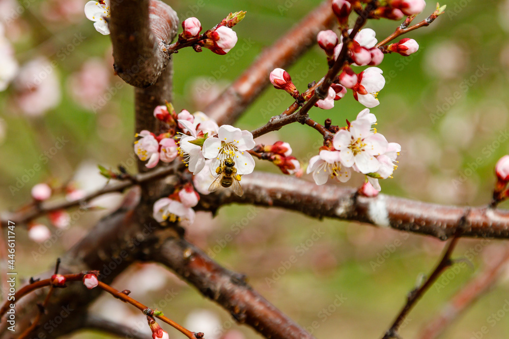 beautifully flowering cherry branches on which the bees sit beautifully flowering cherry branches on which the bees sit