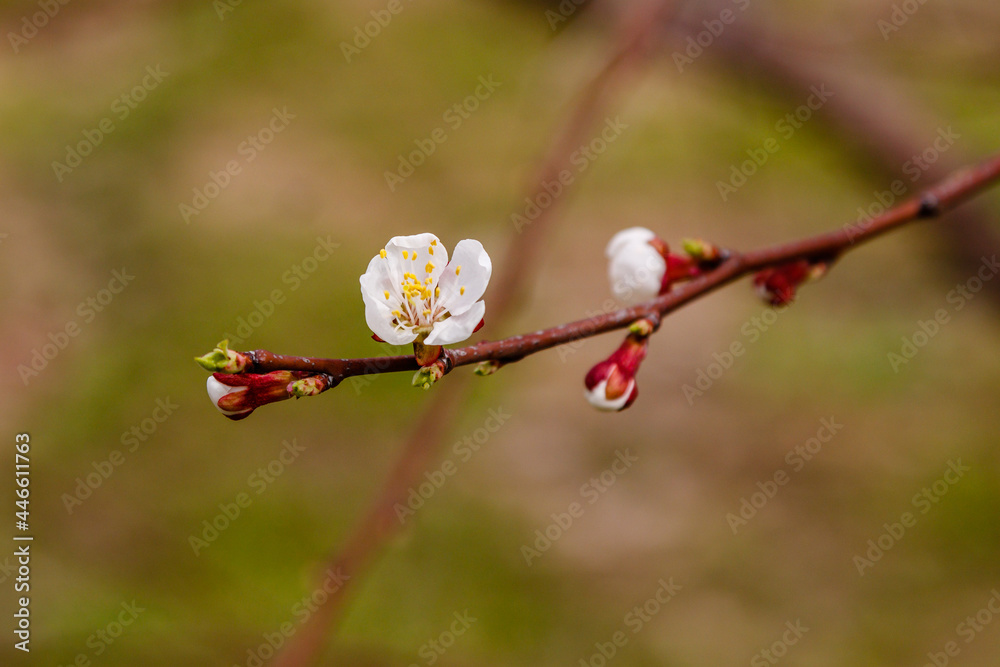 beautifully flowering cherry branches on which the bees sit beautifully flowering cherry branches on which the bees sit