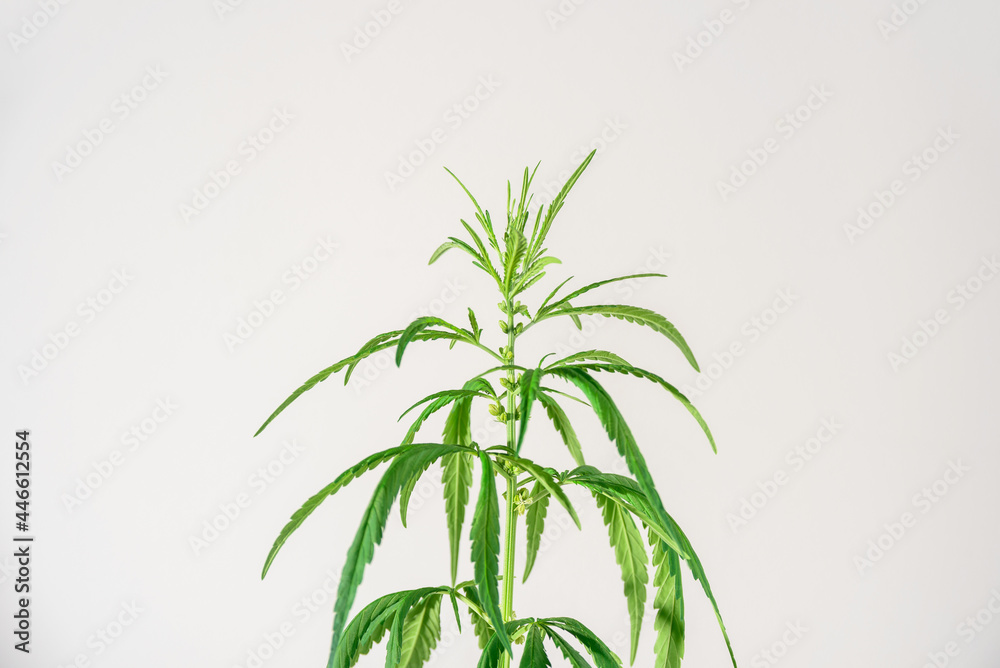 Obraz premium Cannabis plant with leaves and seeds close up on grey background