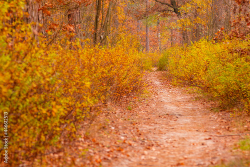 autumn beautiful forest with a path covered with leafs