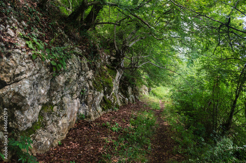 footpath in the greenforest and big stone rocks nearby