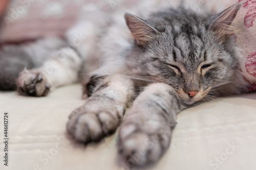 Gray fluffy cat sleeps stretching its legs forward on a soft comfortable sofa
