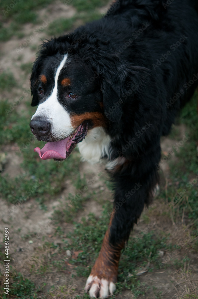 Bernese Mountain Dog on the grass with tongue out