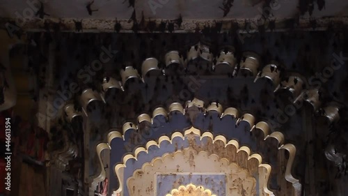 Bats in Garh Palace in Bundi, Rajasthan state photo