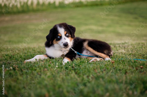 Miniature American Shepherd dog outdoor