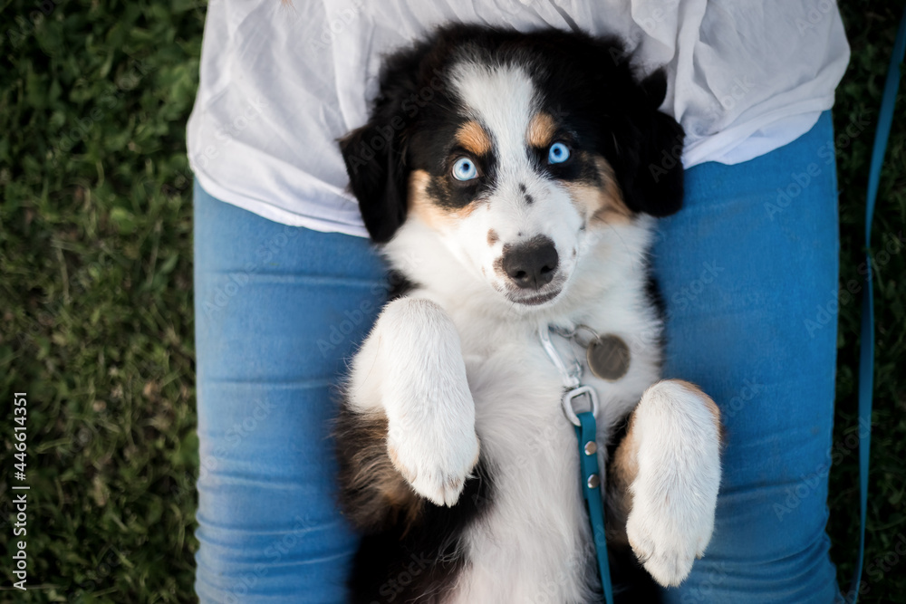 Puppy with owner. Miniature American Shepherd dog
