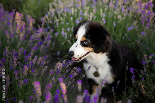 Miniature American Shepherd puppy dog in lavender field