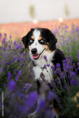 Miniature American Shepherd puppy dog in lavender field