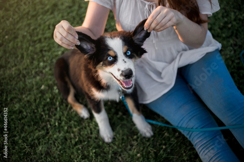 Puppy with owner. Miniature American Shepherd dog