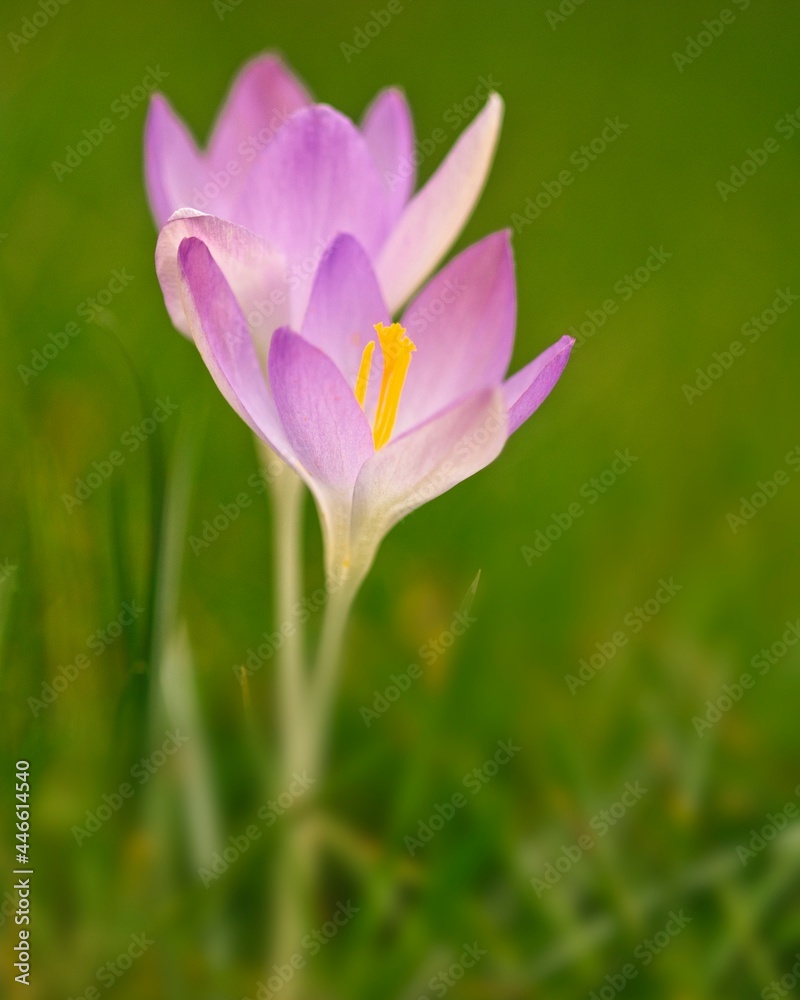 purple crocus flower in spring purple crocus flower in spring