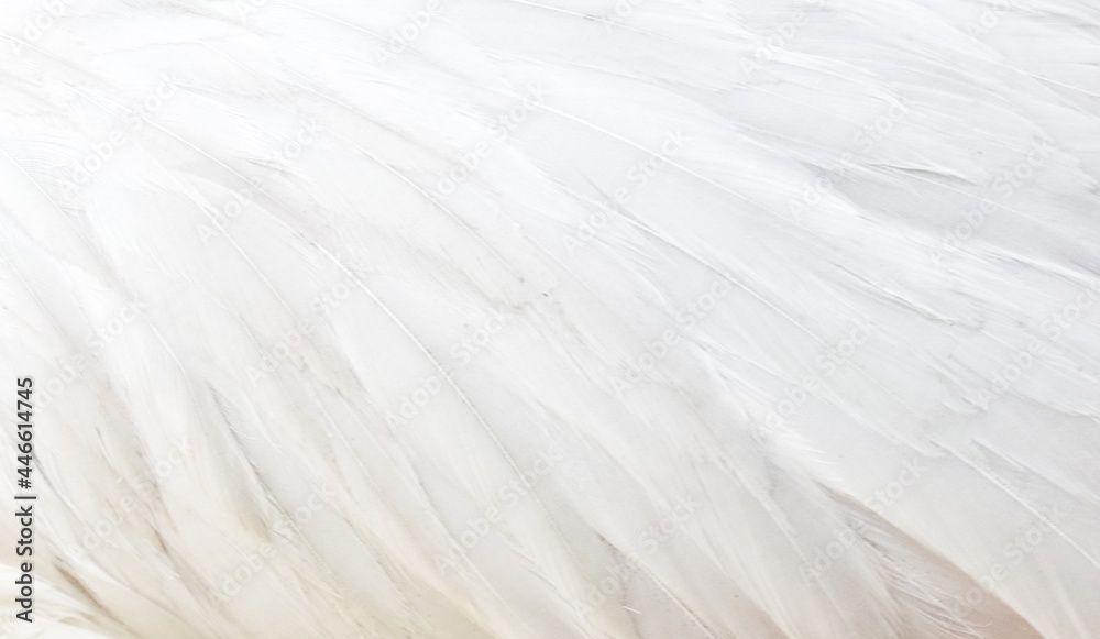 Obraz premium white feathers background
