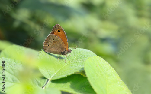 Meadow Brown butterfly (Maniola jurtina) photo