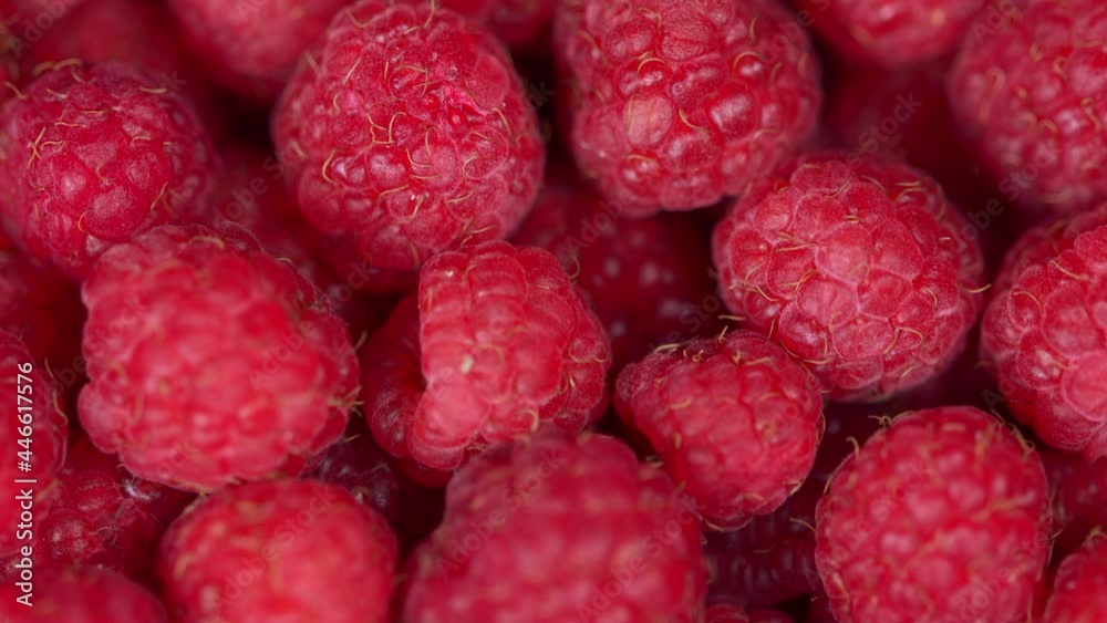 Harvesting. Fresh raspberries as a food background. Pull focus. Harvesting. Fresh raspberries as a food background. Pull focus.