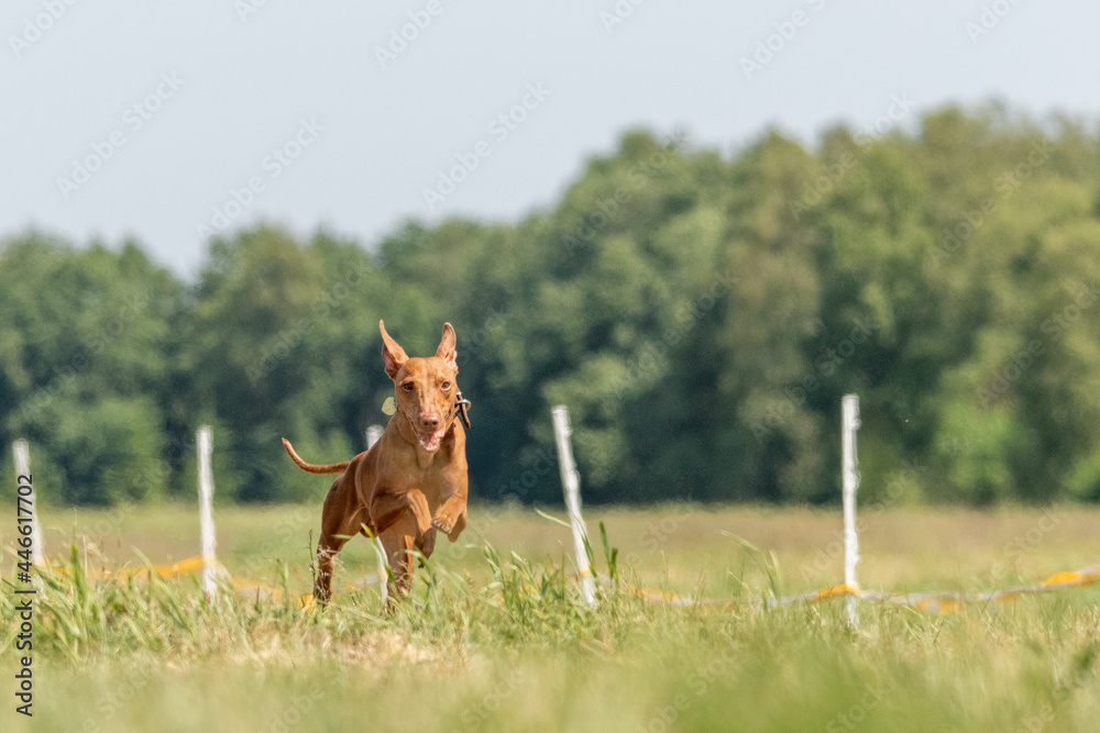 Cirneco dell etna running full speed at lure coursing sport