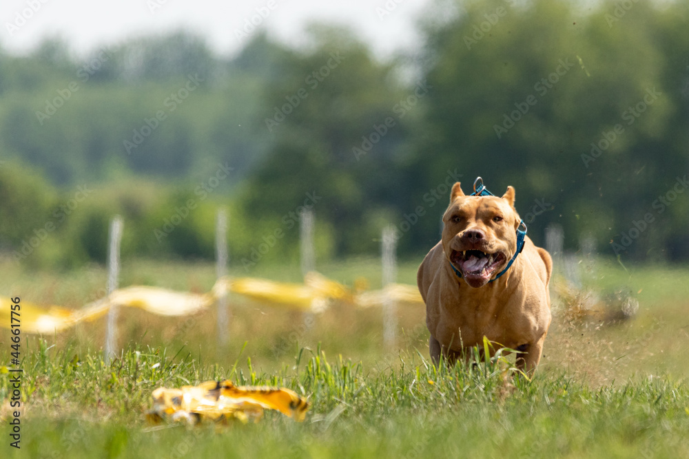 Pit Bull Terrier running and chasing lure coursing dog sport